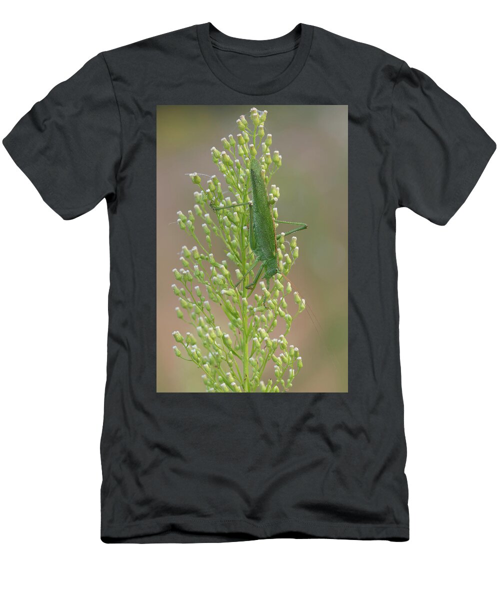 1 Great Green Bush Cricket Covered in Dew Droplets on Bernard Castelein Natureplcom T-Shirt