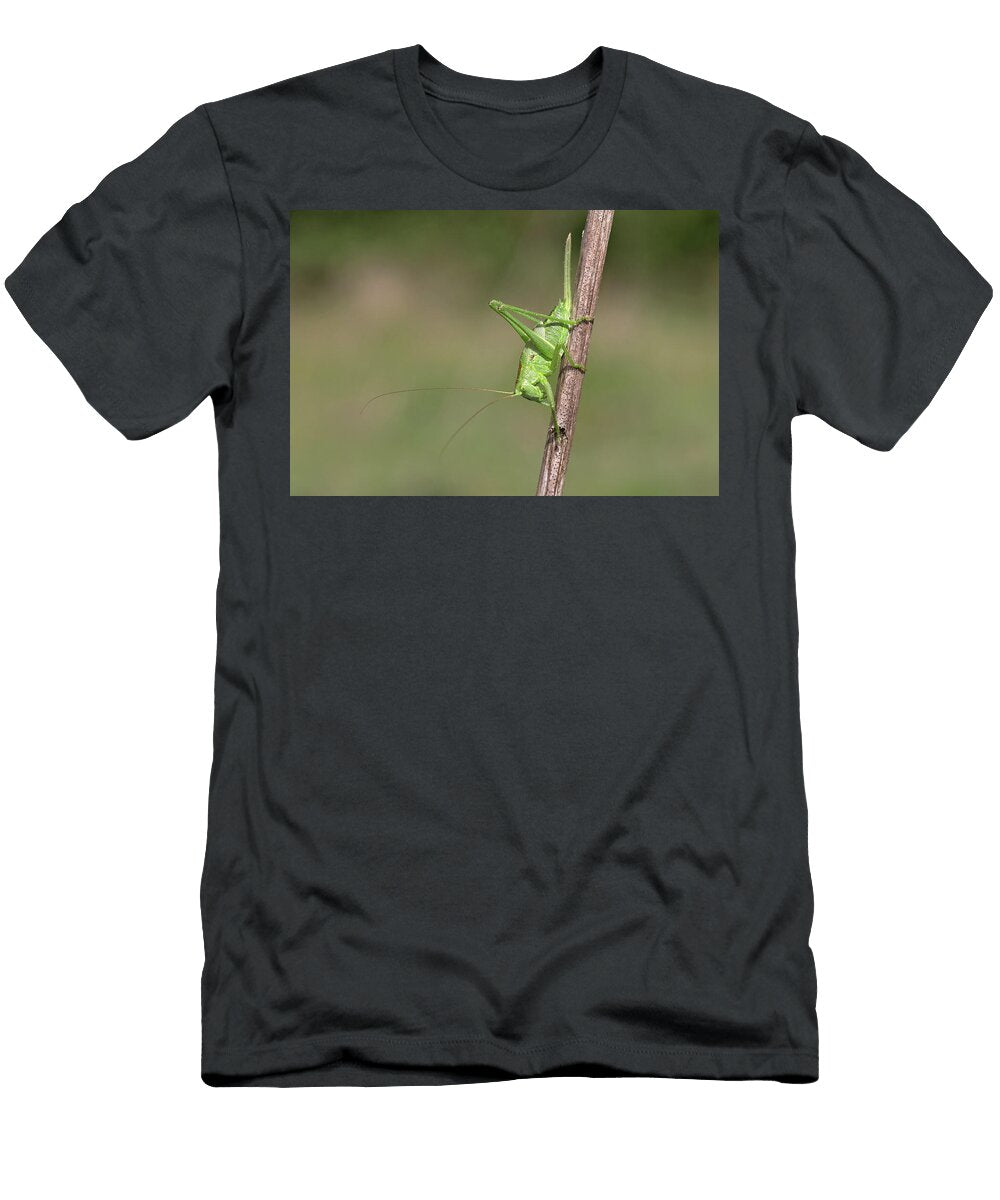 1 Great Green Bush Cricket on Stem Suffolk England UK Robin Chittenden Natureplcom T-Shirt