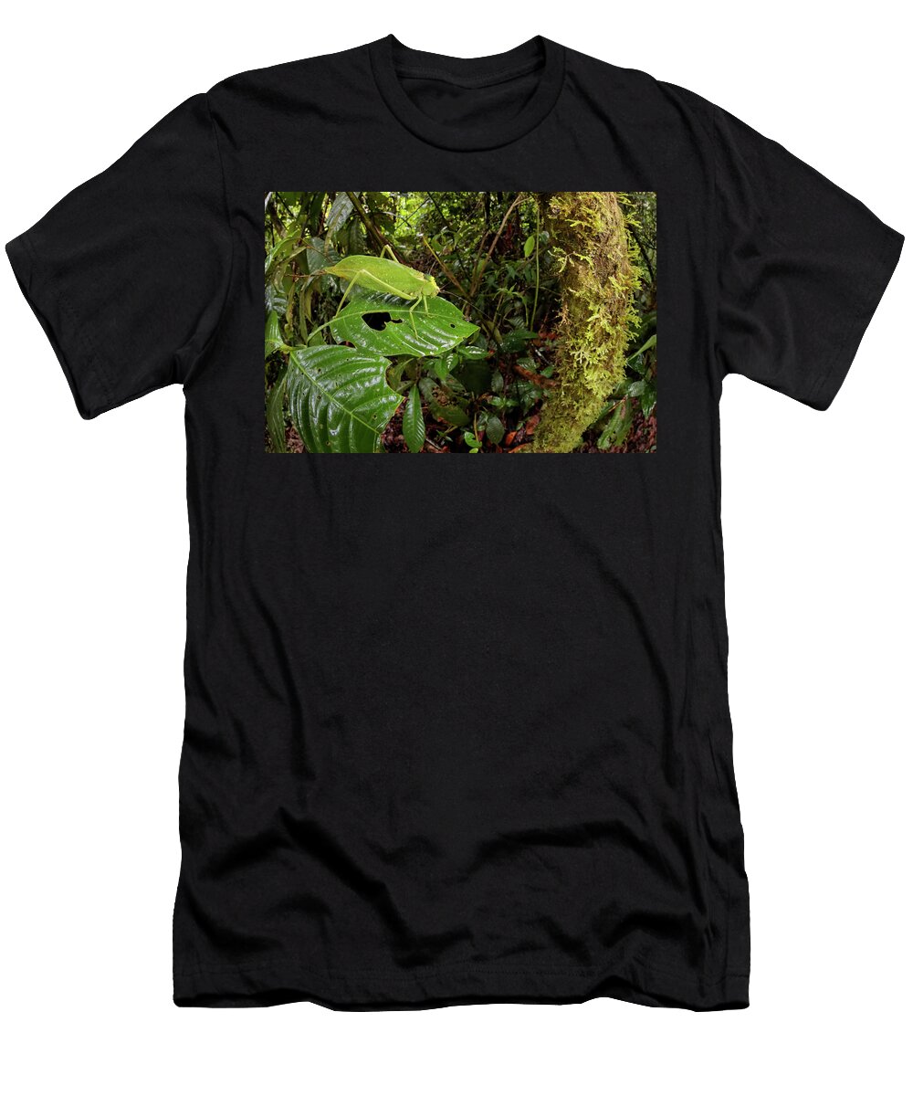 1 Katydid Bush Cricket Camouflaged Amongst Cloud Forest Alex Hyde Natureplcom T-Shirt