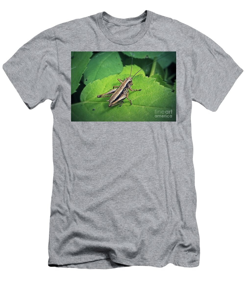 1 Pholidoptera Griseoaptera Dark Bush Cricket Insect Frank Ramspott T-Shirt