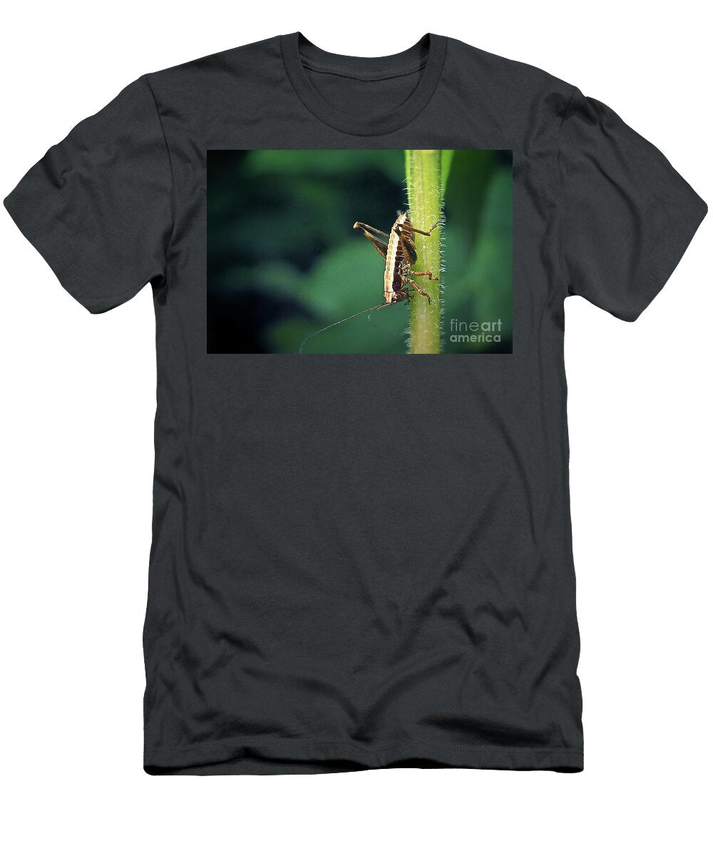 1 Pholidoptera Griseoaptera Dark Bush Cricket Nymph Insect Frank Ramspott T-Shirt