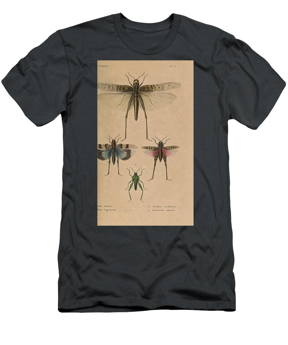 106 Insects Beautiful Nature Prints T-Shirt