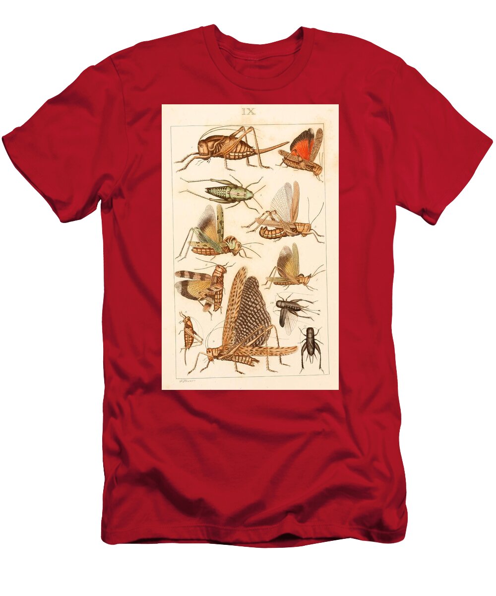122 Insects Beautiful Nature Prints T-Shirt