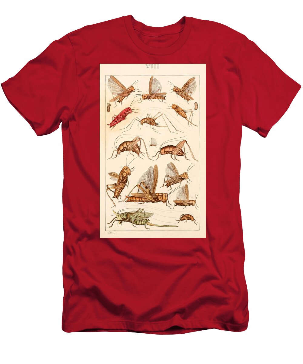 123 Insects Beautiful Nature Prints T-Shirt