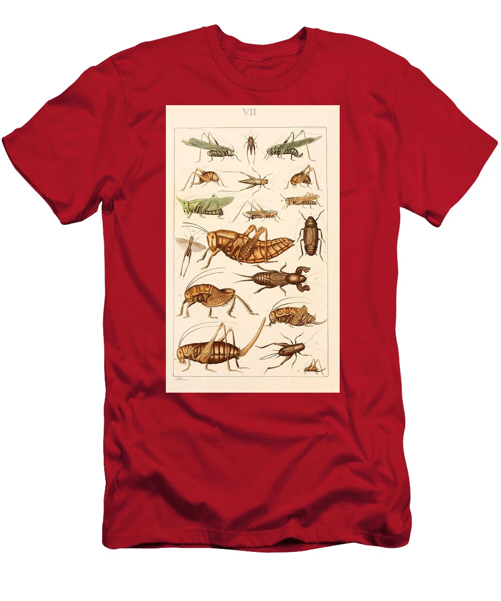 130 Insects Beautiful Nature Prints T-Shirt