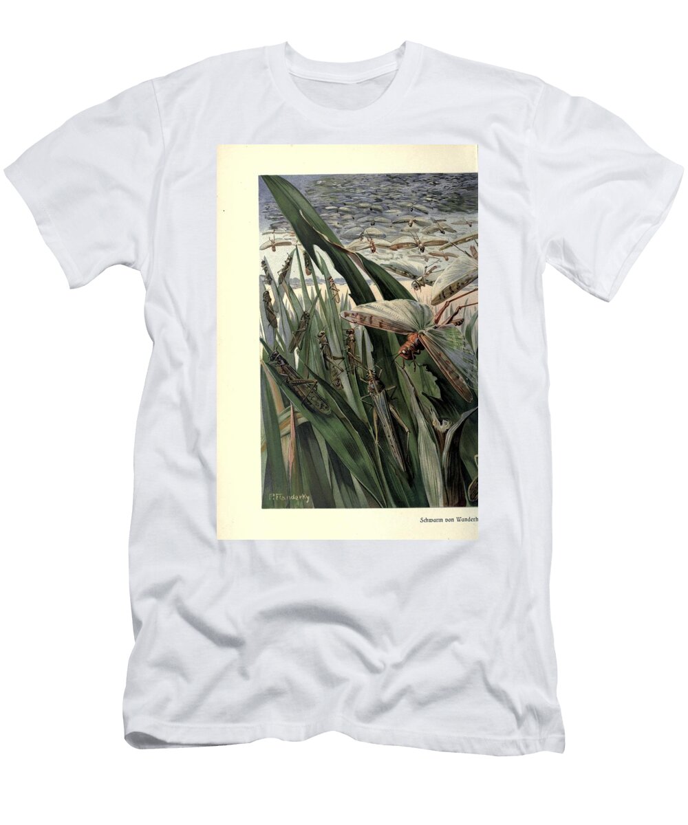 134 Insects Beautiful Nature Prints T-Shirt