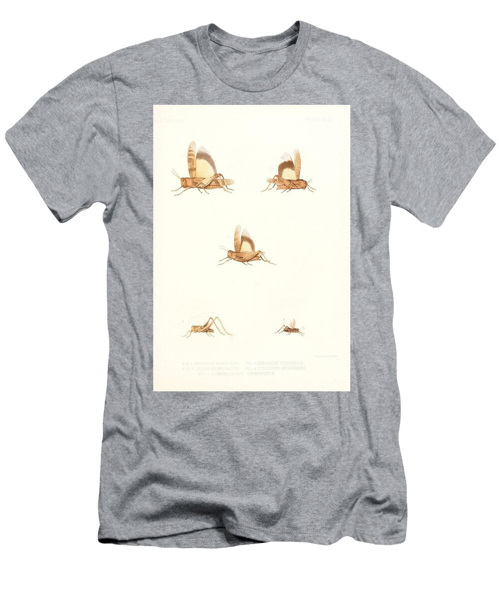185 Insects Beautiful Nature Prints T-Shirt