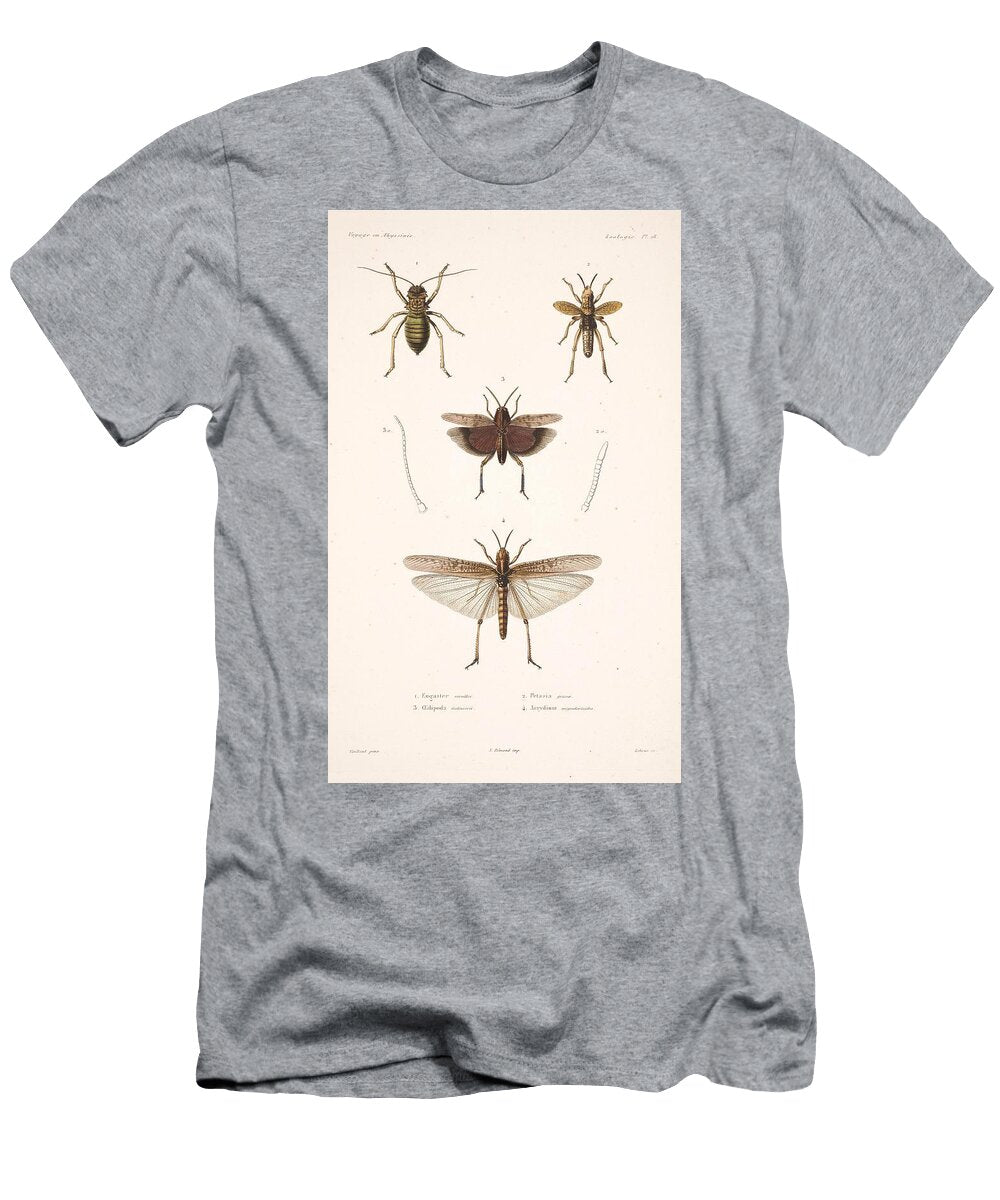 188 Insects Beautiful Nature Prints T-Shirt