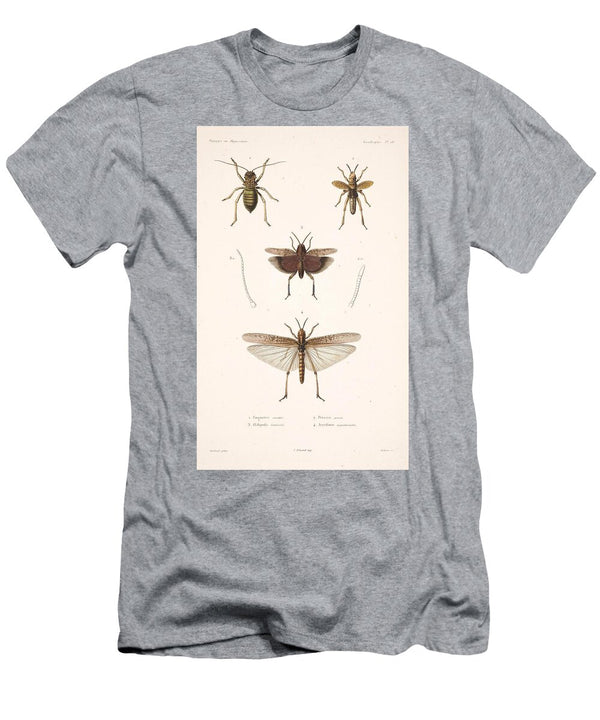 188 Insects Beautiful Nature Prints T-Shirt