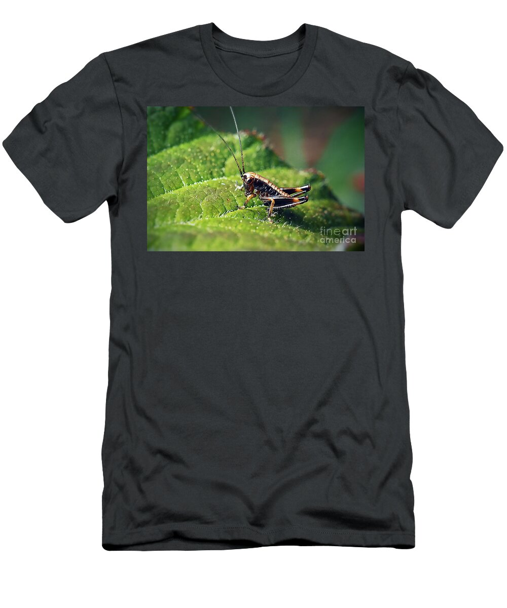 3 Pholidoptera Griseoaptera Dark Bush Cricket Nymph Insect Frank Ramspott T-Shirt