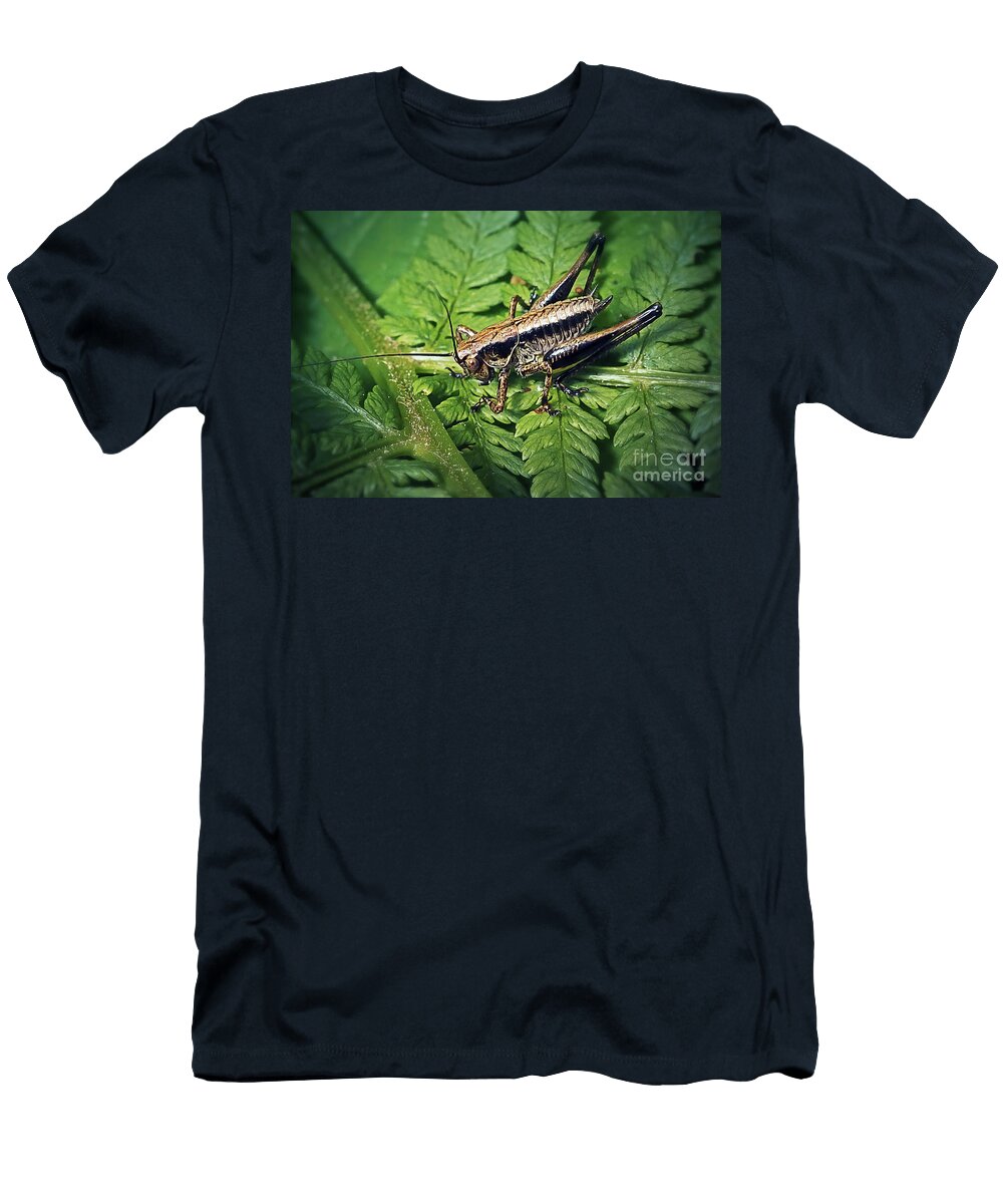 4 Pholidoptera Griseoaptera Dark Bush Cricket Insect Frank Ramspott T-Shirt