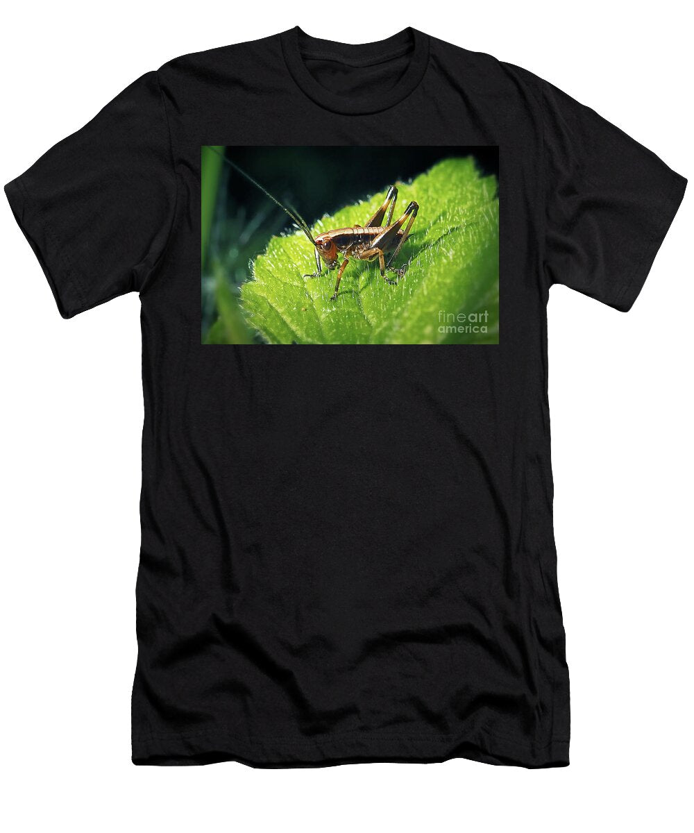 4 Pholidoptera Griseoaptera Dark Bush Cricket Nymph Insect Frank Ramspott T-Shirt