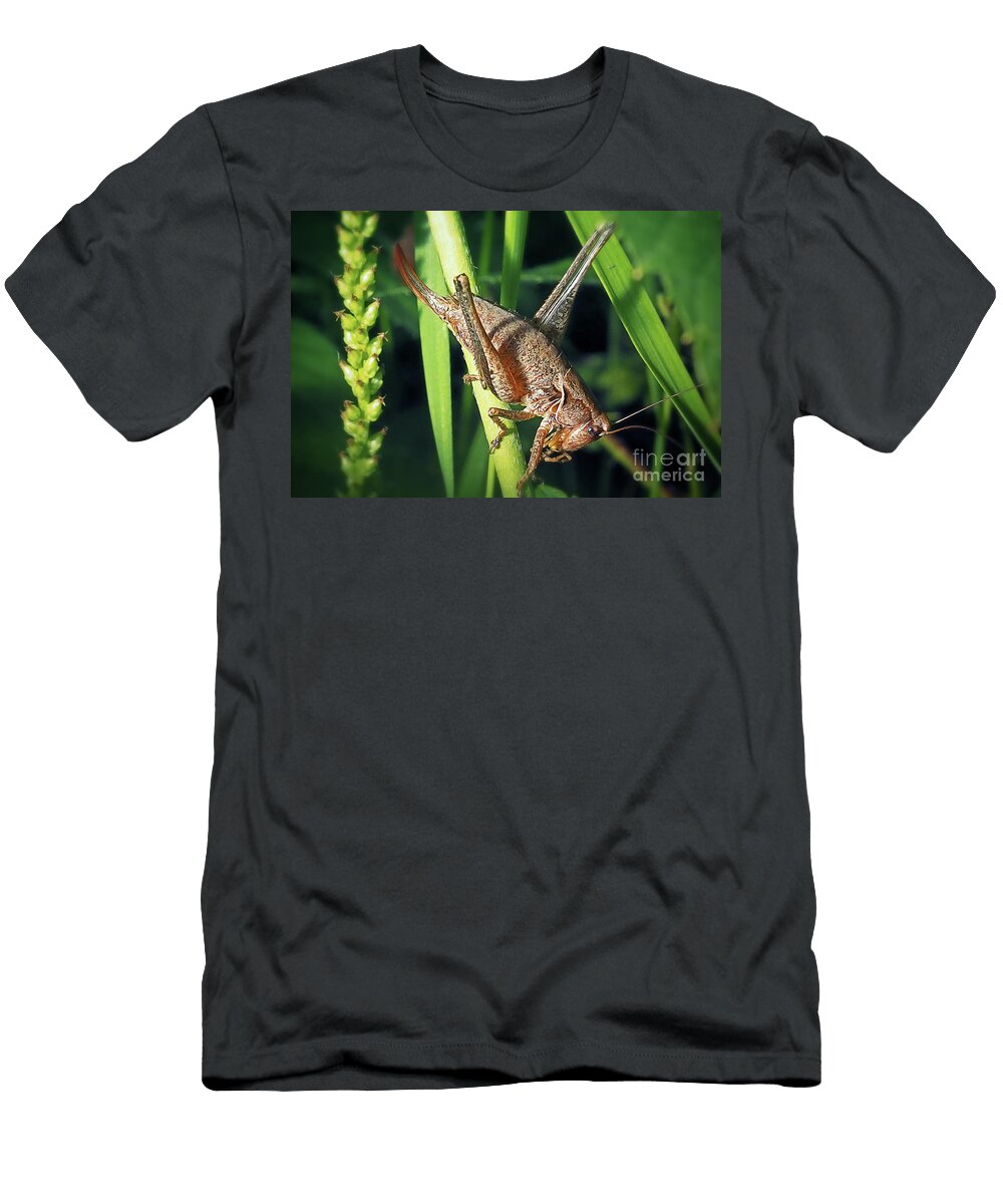 5 Pholidoptera Griseoaptera Dark Bush Cricket Insect Frank Ramspott T-Shirt