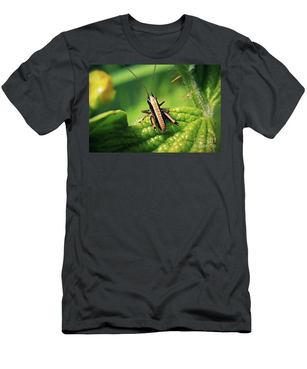 5 Pholidoptera Griseoaptera Dark Bush Cricket Nymph Insect Frank Ramspott T-Shirt