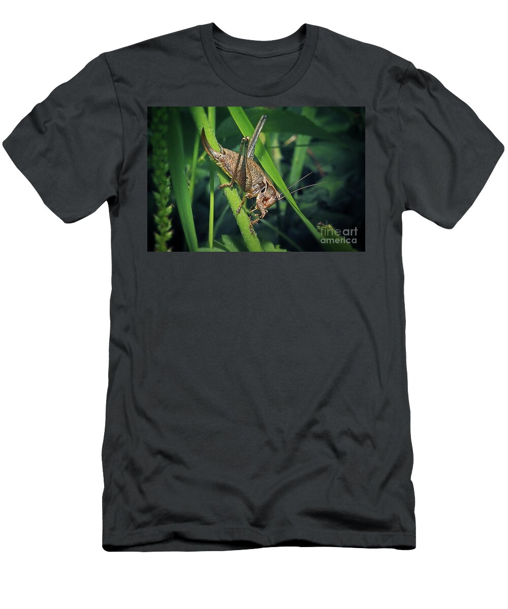 6 Pholidoptera Griseoaptera Dark Bush Cricket Insect Frank Ramspott T-Shirt