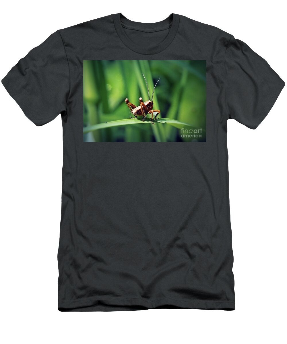 6 Pholidoptera Griseoaptera Dark Bush Cricket Nymph Insect Frank Ramspott T-Shirt