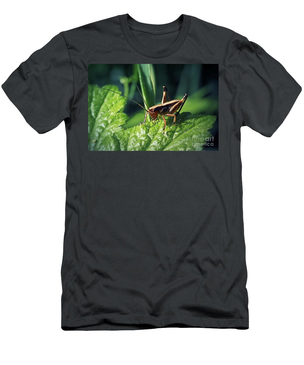 8 Pholidoptera Griseoaptera Dark Bush Cricket Nymph Insect Frank Ramspott T-Shirt