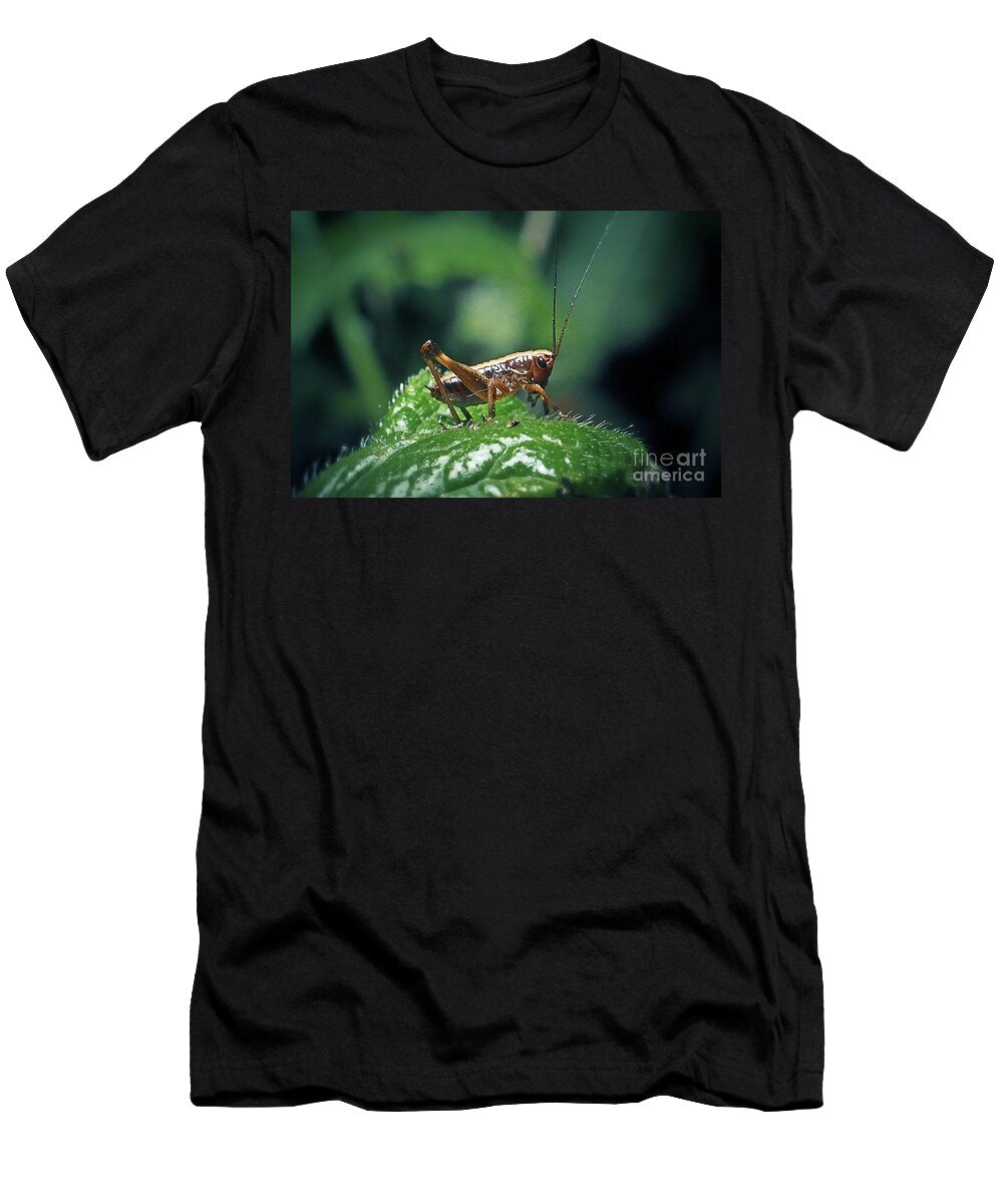 9 Pholidoptera Griseoaptera Dark Bush Cricket Nymph Insect Frank Ramspott T-Shirt