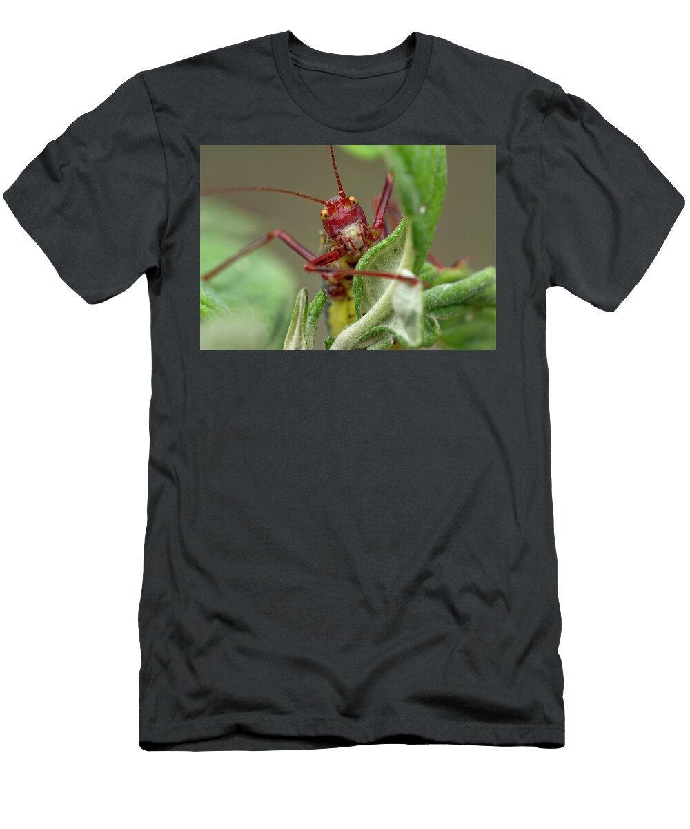Alpine Saw Bush Cricket Resting on Leaf Ticino Roman Willi Natureplcom T-Shirt