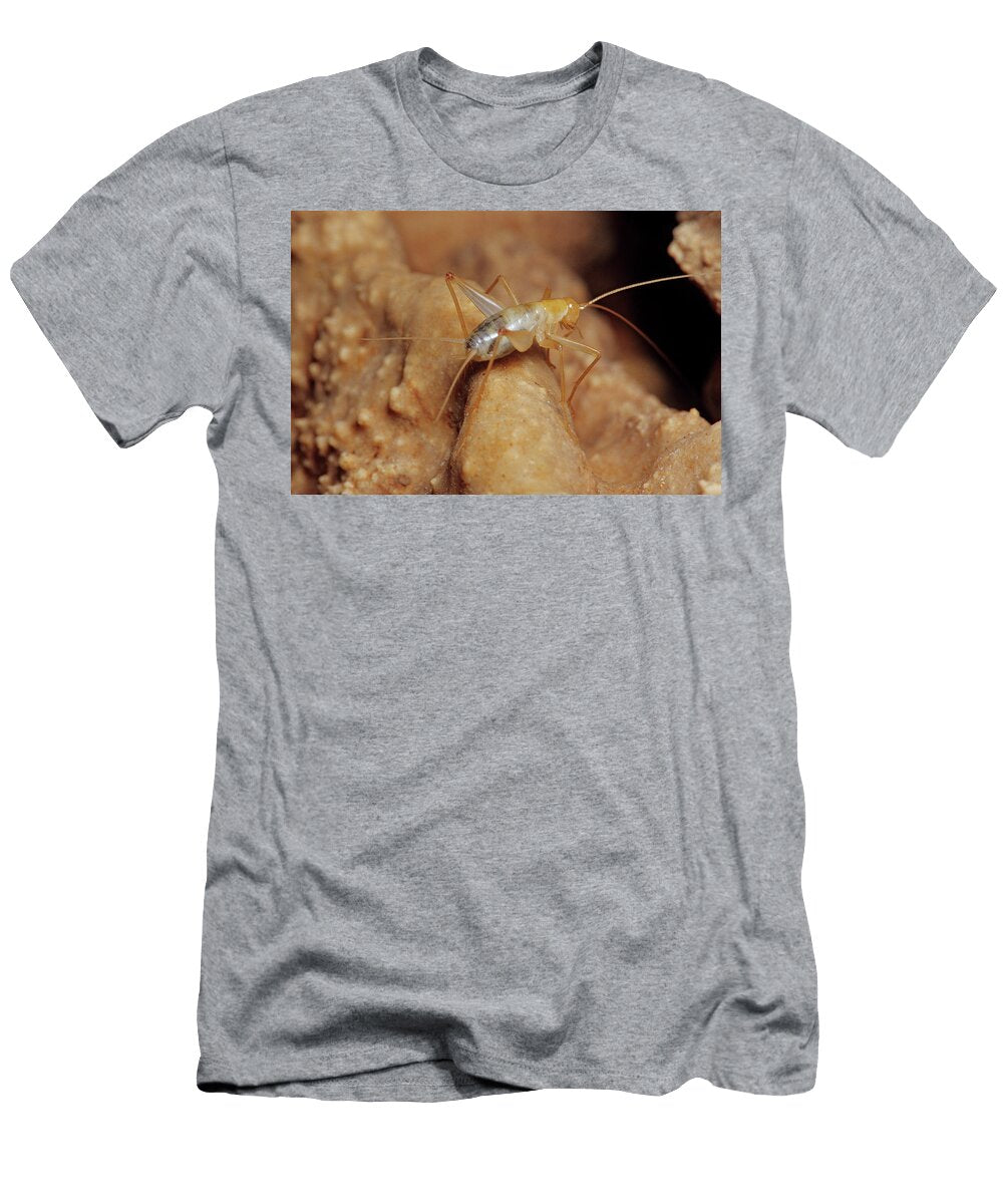 Blind Cave Cricket Inside Cave El Cielo Biosphere Reserve Claudio Contreras Natureplcom T-Shirt
