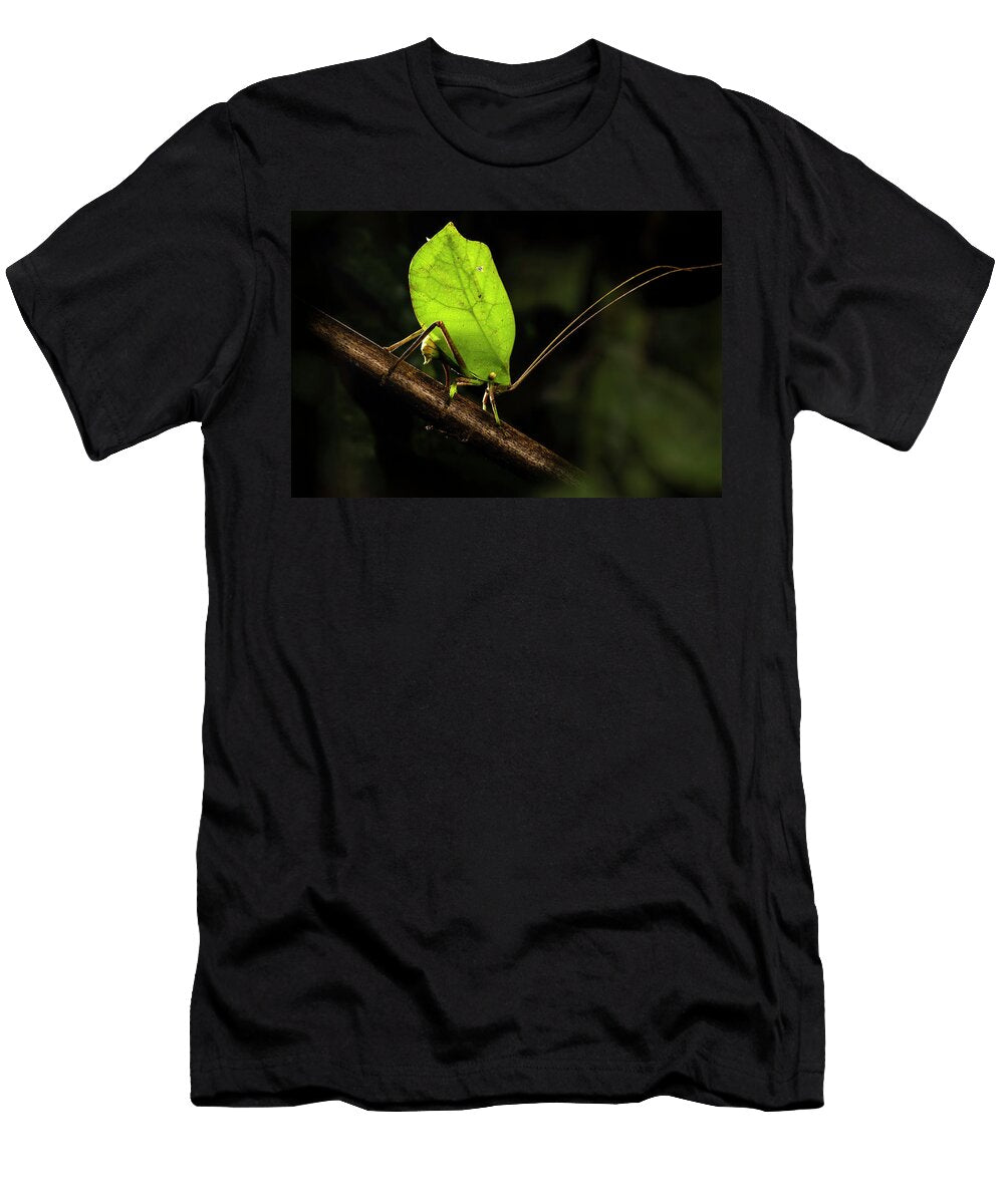 Bush Cricket Katydid Female Leaf Mimic Ovipositing Into Nick Garbutt Natureplcom T-Shirt