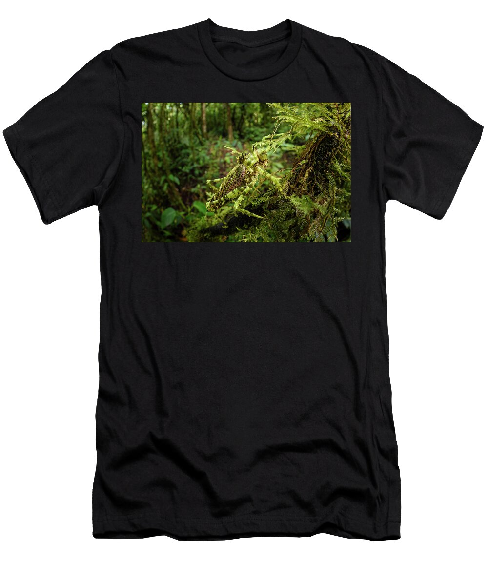 Bush Cricket or Katydid with Spines Camouflaged Amongst Nick Garbutt Natureplcom T-Shirt