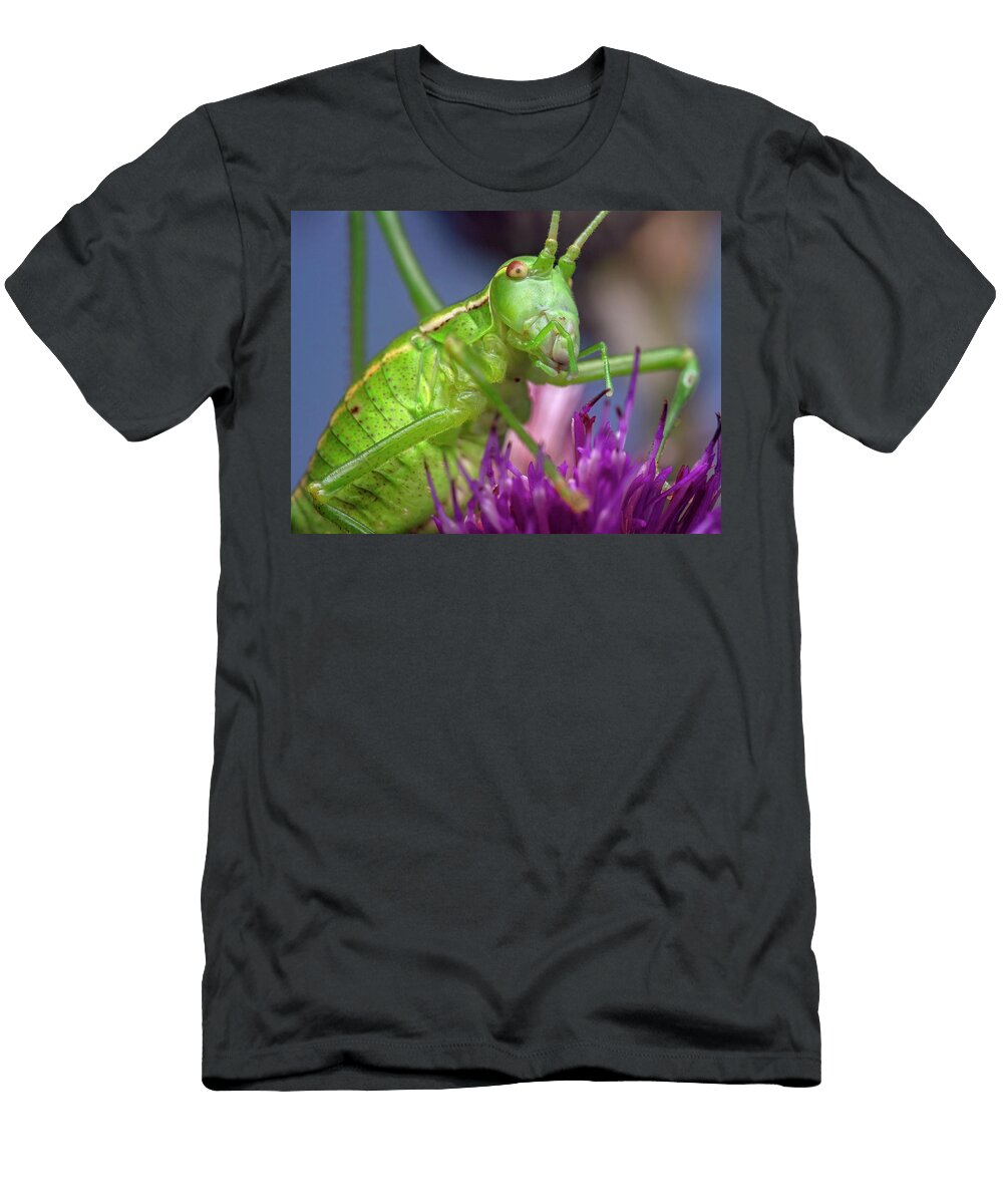 Bush Cricket Resting on a Flower Lucerne Switzerland Roman Willi Natureplcom T-Shirt