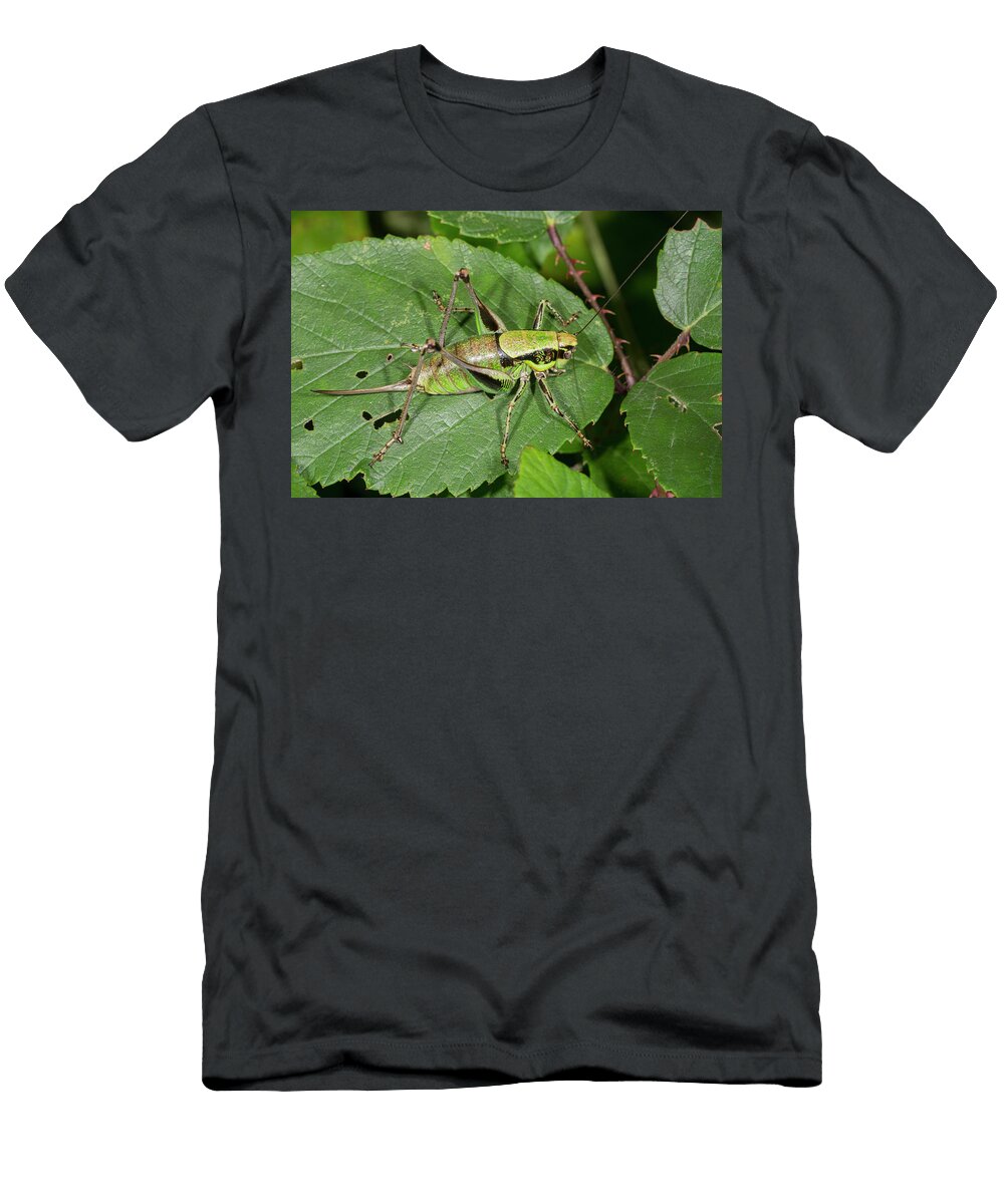 Bush Cricket Resting on a Leaf Nr Orvieto Umbria Italy Paul Harcourt Davies Natureplcom T-Shirt