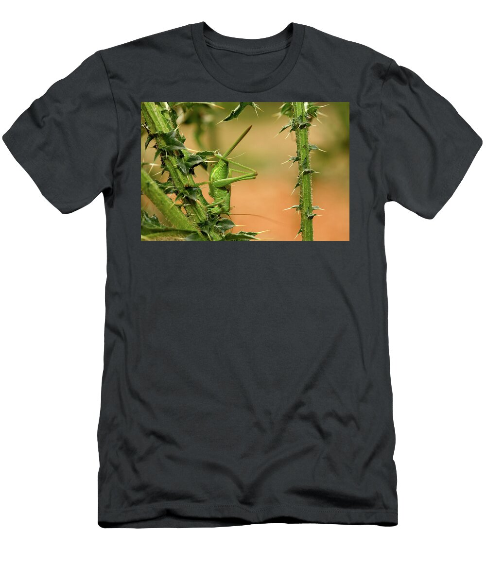 Bush Cricket Steropleurus Nobrei David Santiago Garcia T-Shirt