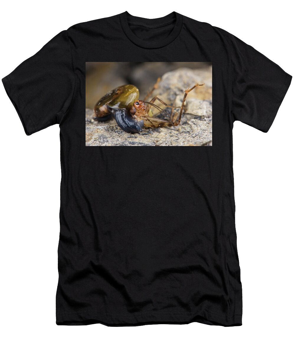 Carnivorous Land Snail Eating a Cave Cricket Emanuele Biggi Natureplcom T-Shirt