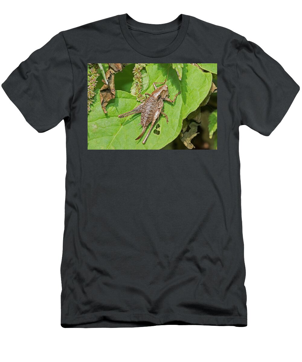 Dark Bush Cricket Female Hutchinsons Bank New Rod Williams Natureplcom T-Shirt