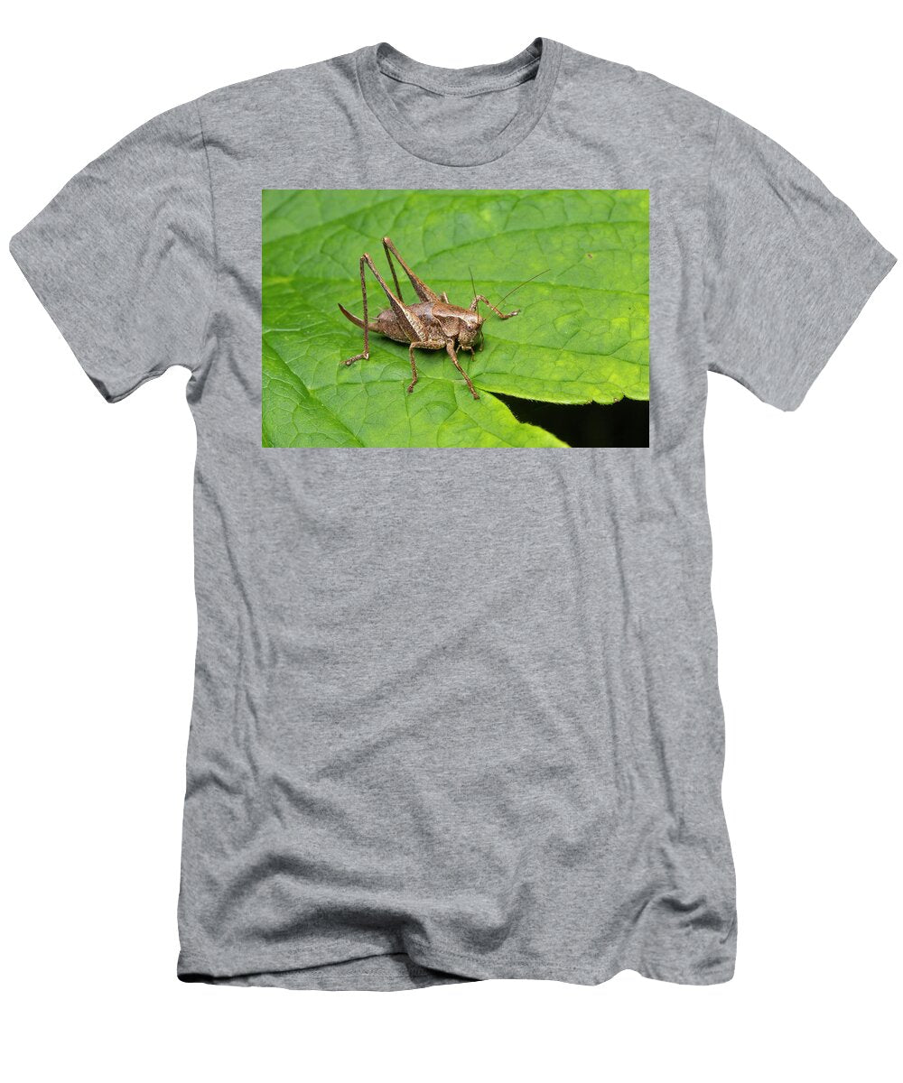 Dark Bush Cricket Female Whitelye Monmouthshire Wales Chris Mattison Natureplcom T-Shirt