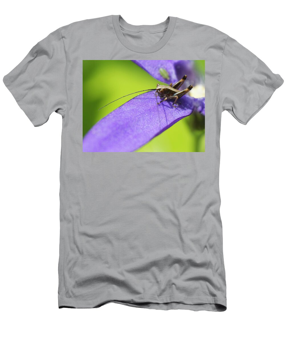 Dark Bush Cricket Nymph Sunning on a Greater Periwinkle Nick Upton Natureplcom T-Shirt