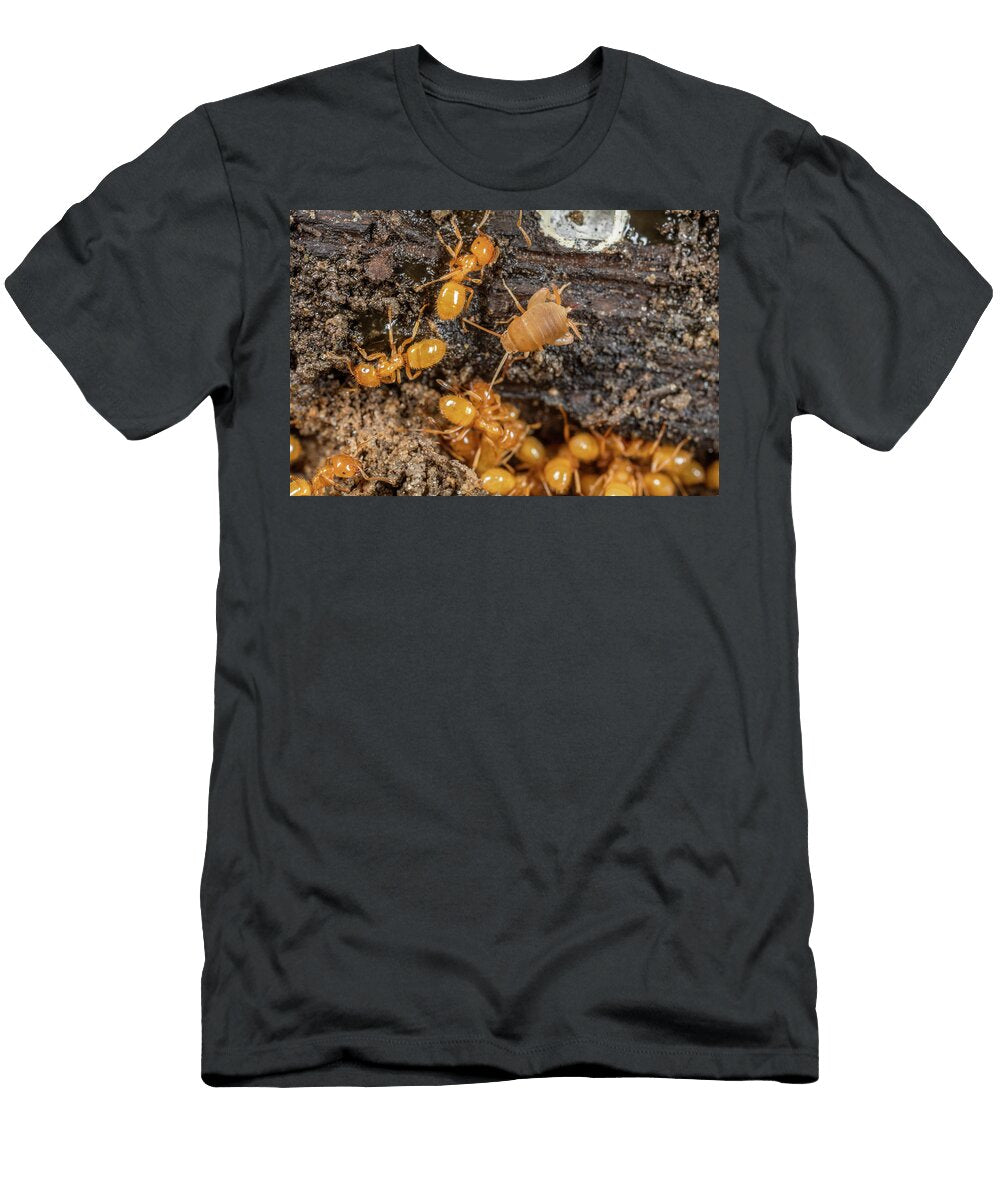 Eastern Ant Cricket the Worlds Smallest Cricket Living Doug Wechsler Natureplcom T-Shirt