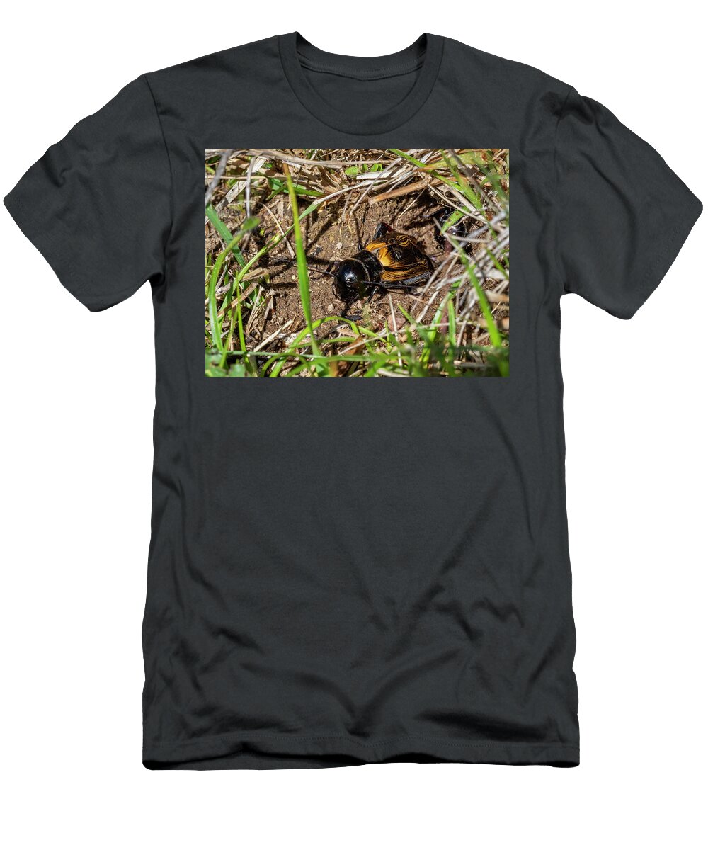 European Field Cricket Emerging From Burrow Bavaria Konrad Wothe Natureplcom T-Shirt