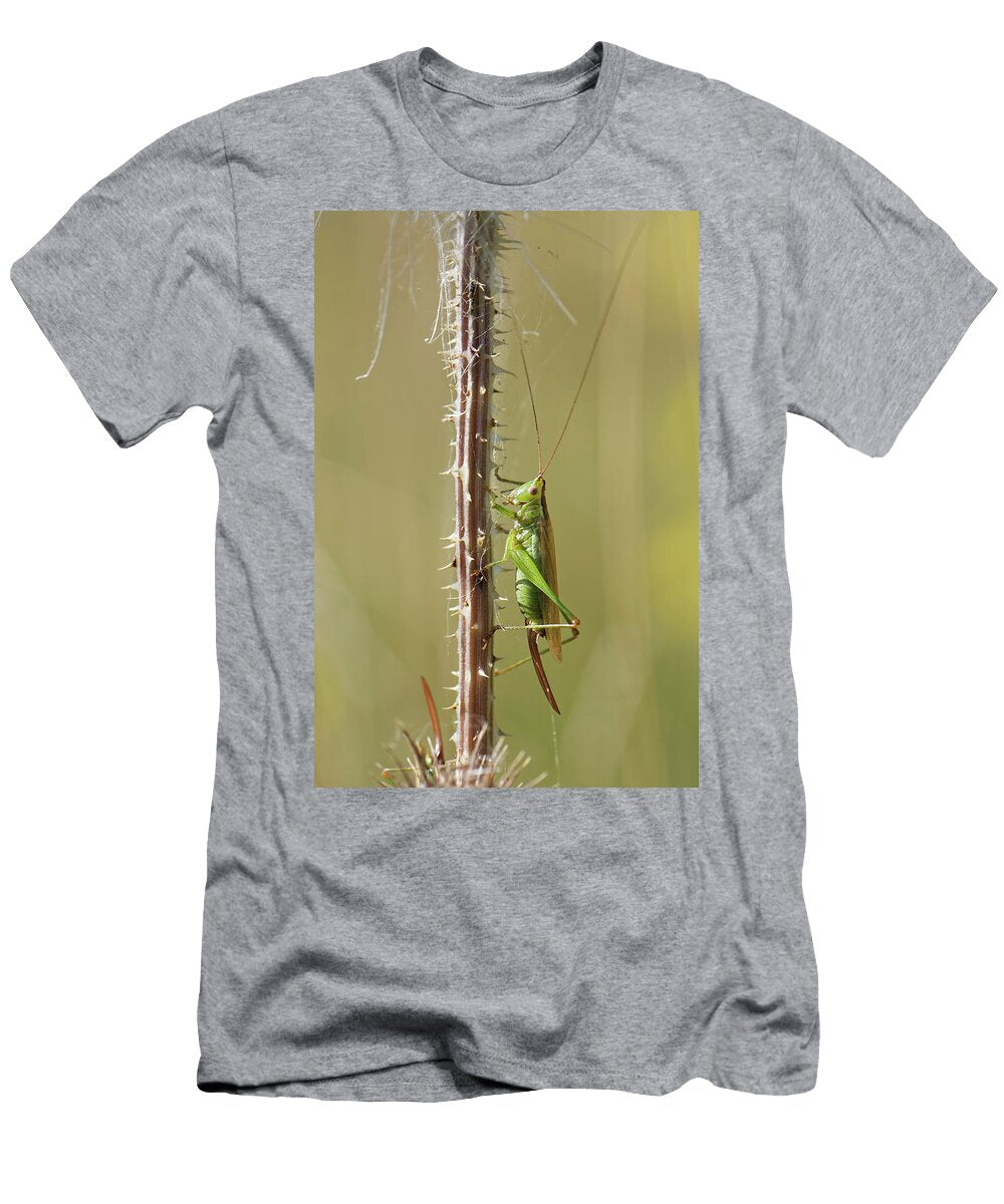 Female Long Winged Conehead Cricket Sunning on a Teasel Nick Upton Natureplcom T-Shirt