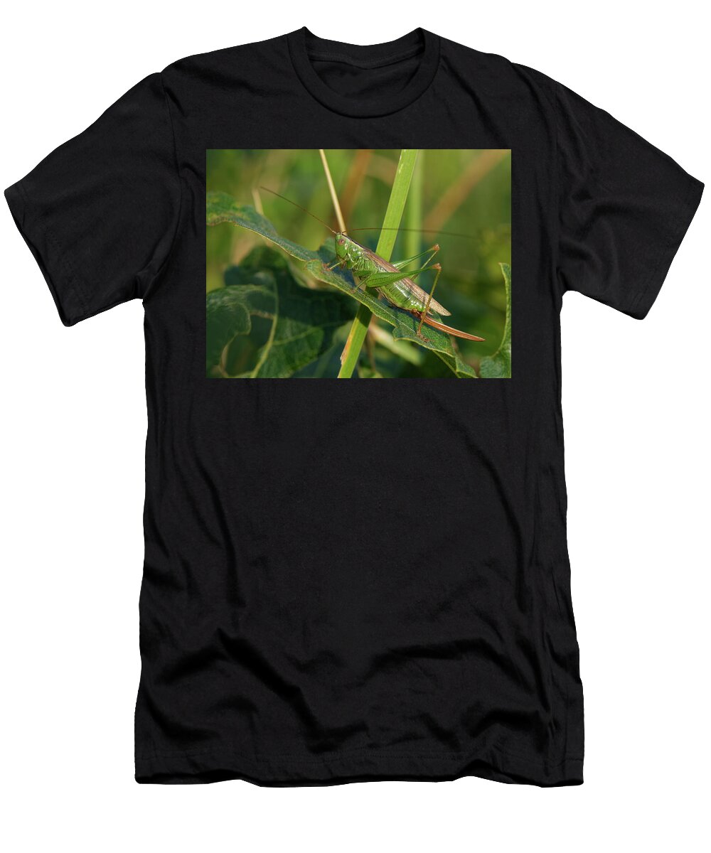 Female Long Winged Conehead Cricket Sunning on Hillside Nick Upton Natureplcom T-Shirt