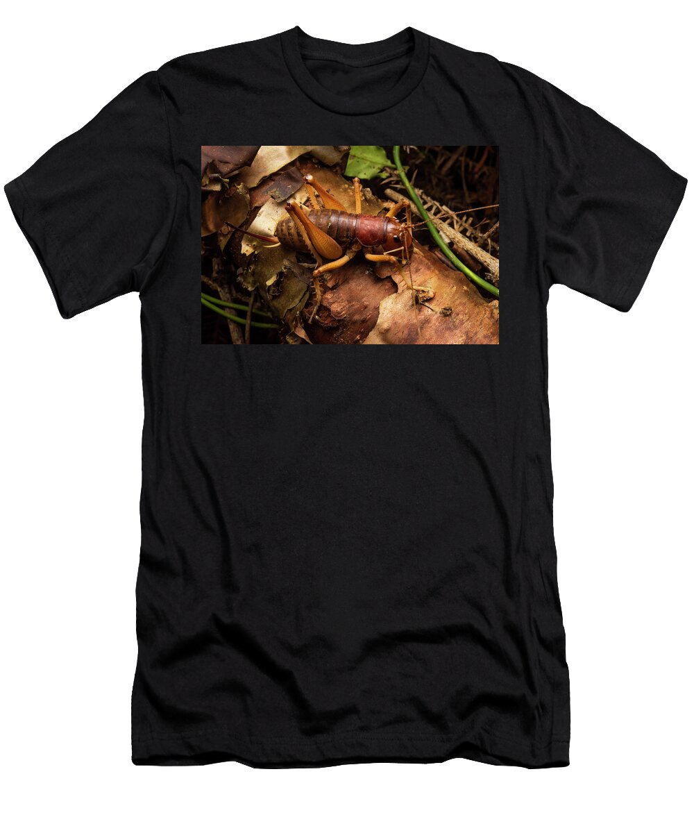 Giant King Cricket on Fallen Log in Rainforest Goomburra Bruce Thomson Natureplcom T-Shirt