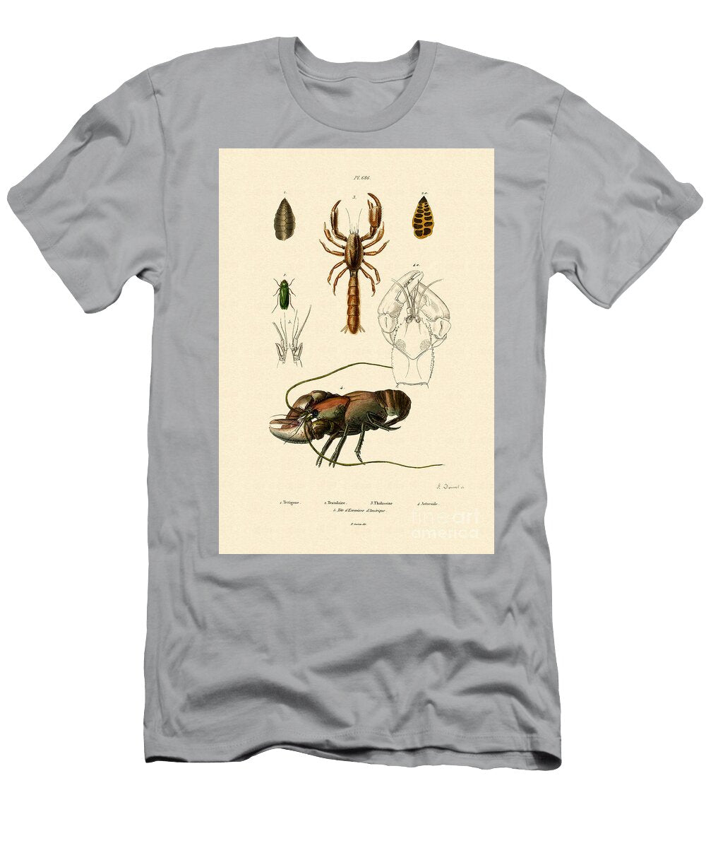 Great Green Bush Cricket 1833 39 French School T-Shirt