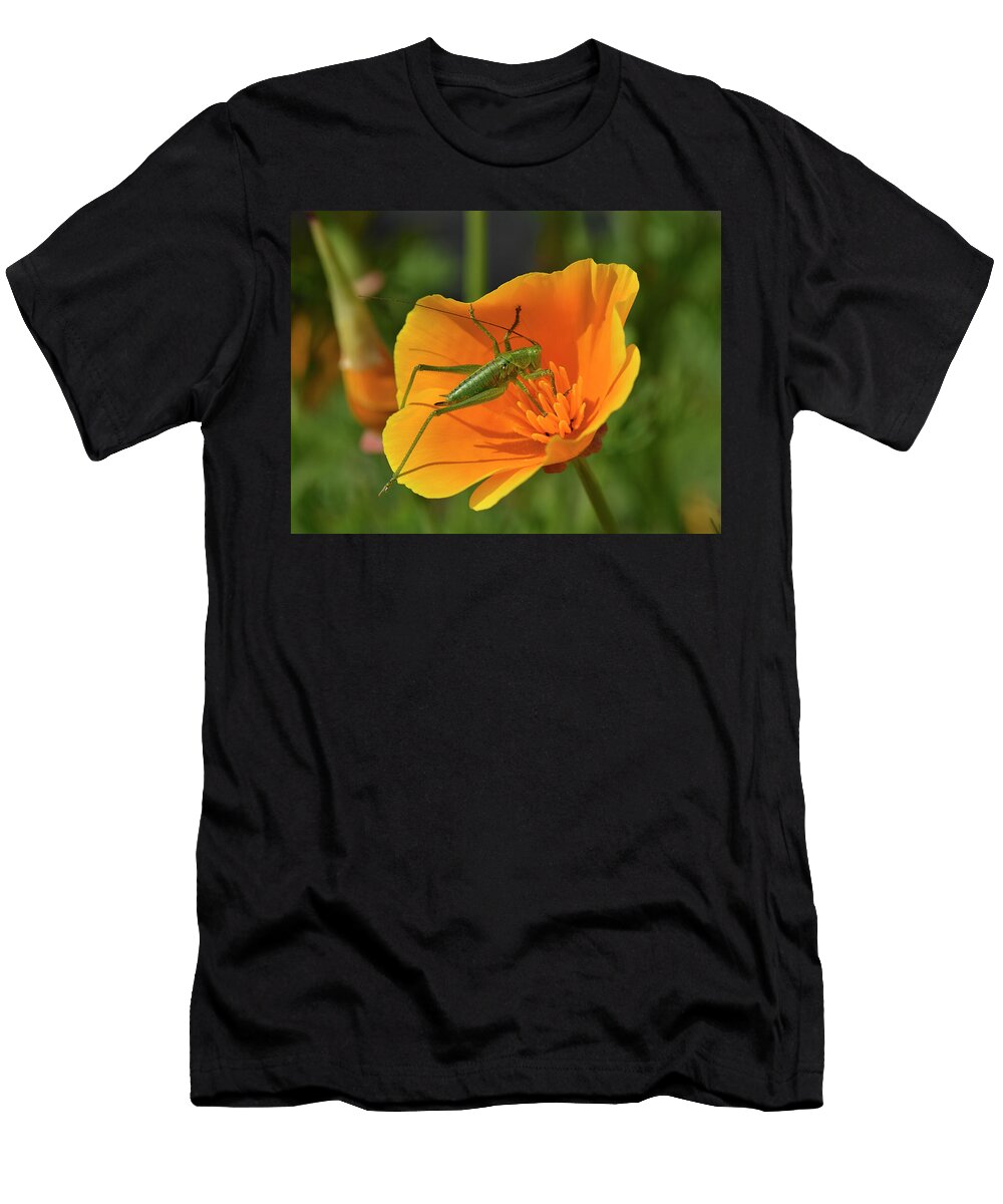 Great Green Bush Cricket Juvenie on California Poppy Loic Poidevin Natureplcom T-Shirt