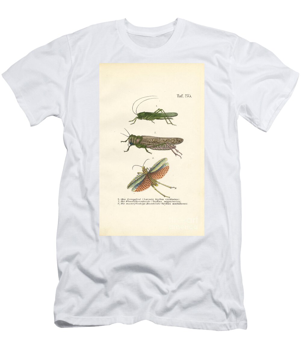 Great Green Bush Cricket Migratory Locust and Red Winged Grasshopper 1850 Lithography J W Tenhaeff T-Shirt
