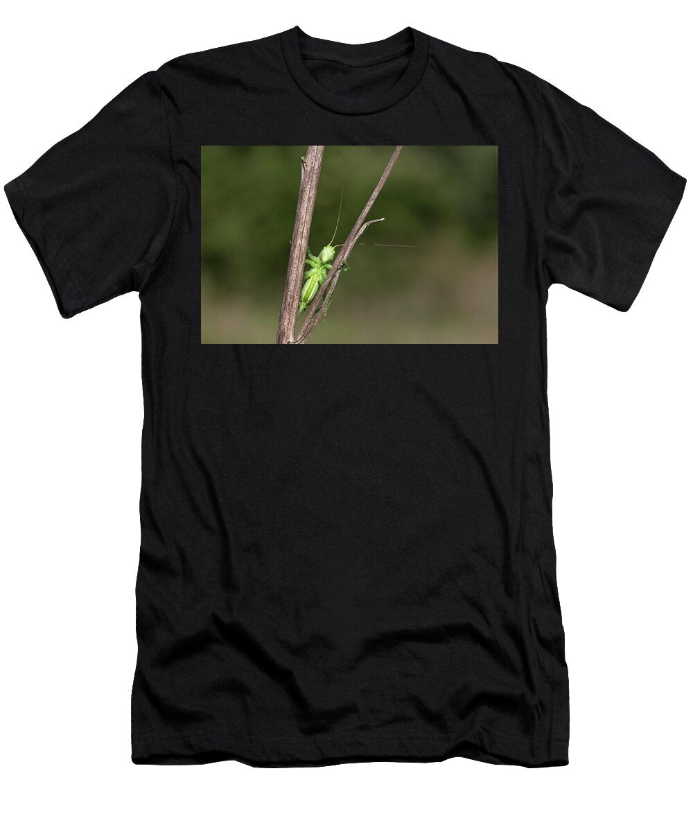 Great Green Bush Cricket on Stem Suffolk England UK Robin Chittenden Natureplcom T-Shirt