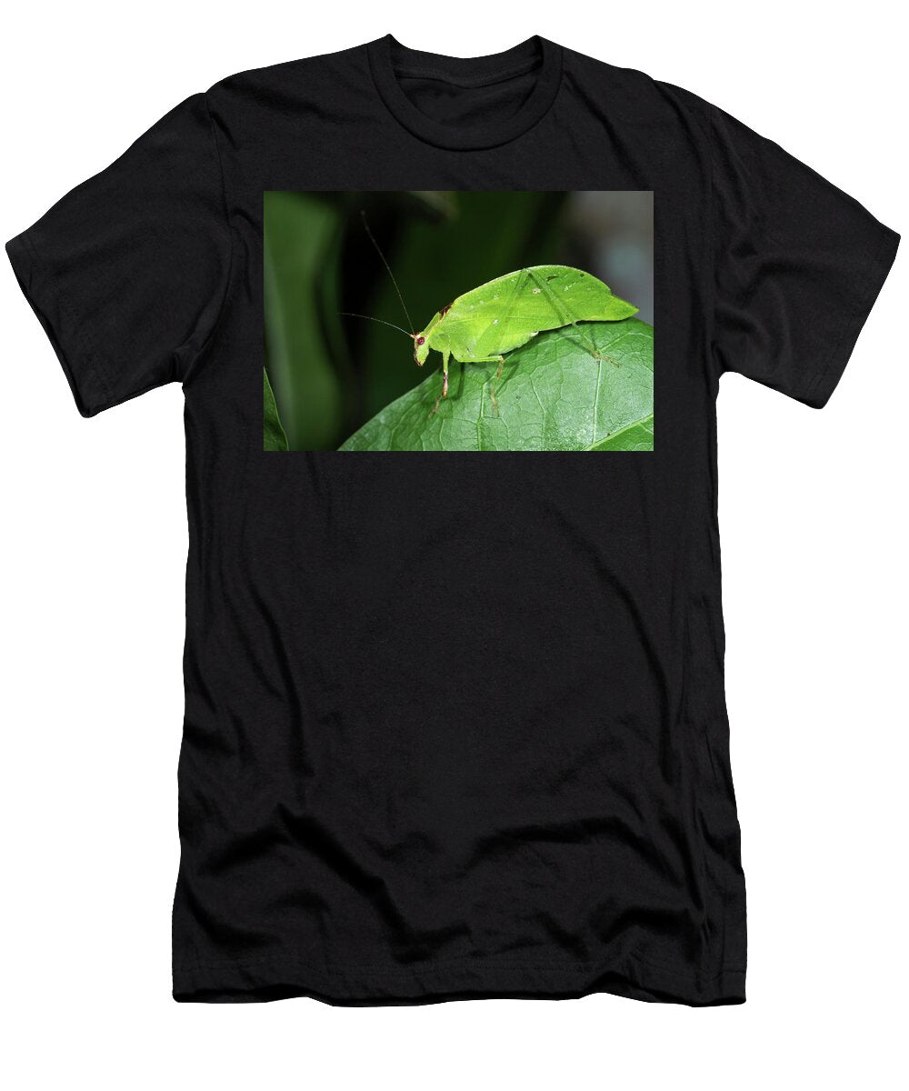 Green Cricket Mimicking Leaf Coastal Rainforest Mata Konrad Wothe Natureplcom T-Shirt