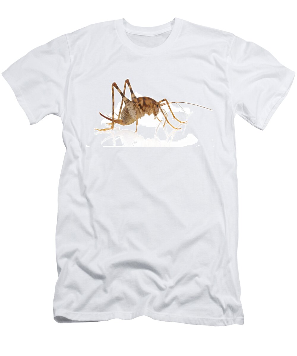 Greenhouse Camel Cricket Piotr Naskrecki T-Shirt