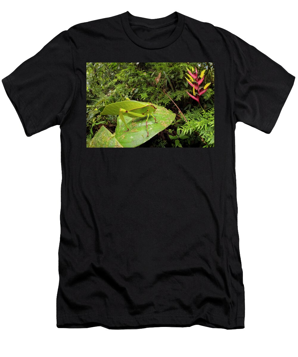 Katydid Bush Cricket Camouflaged Amongst Cloud Forest Alex Hyde Natureplcom T-Shirt