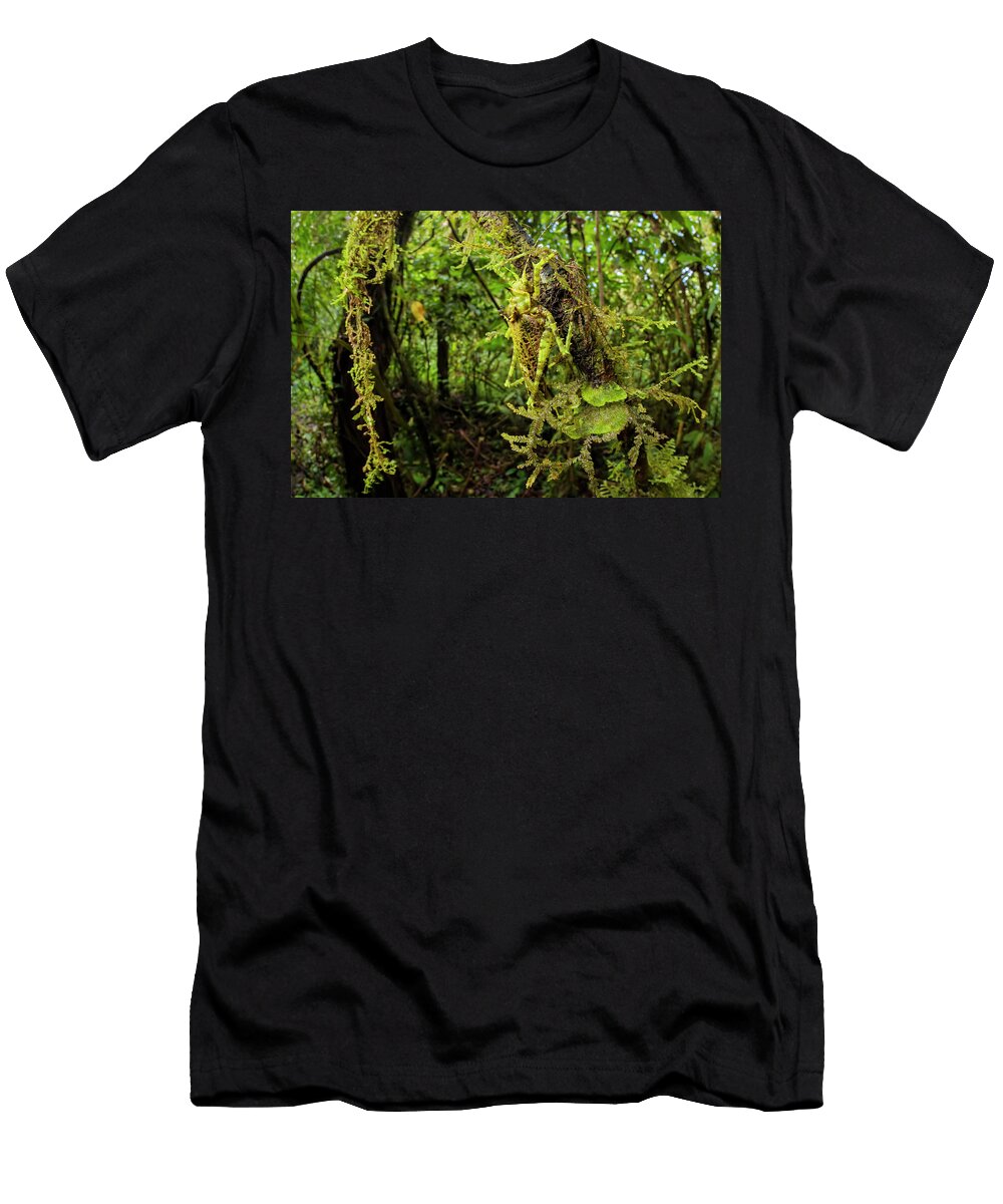 Moss Mimicking Katydid Bush Cricket Camouflaged Amongst Alex Hyde Natureplcom T-Shirt
