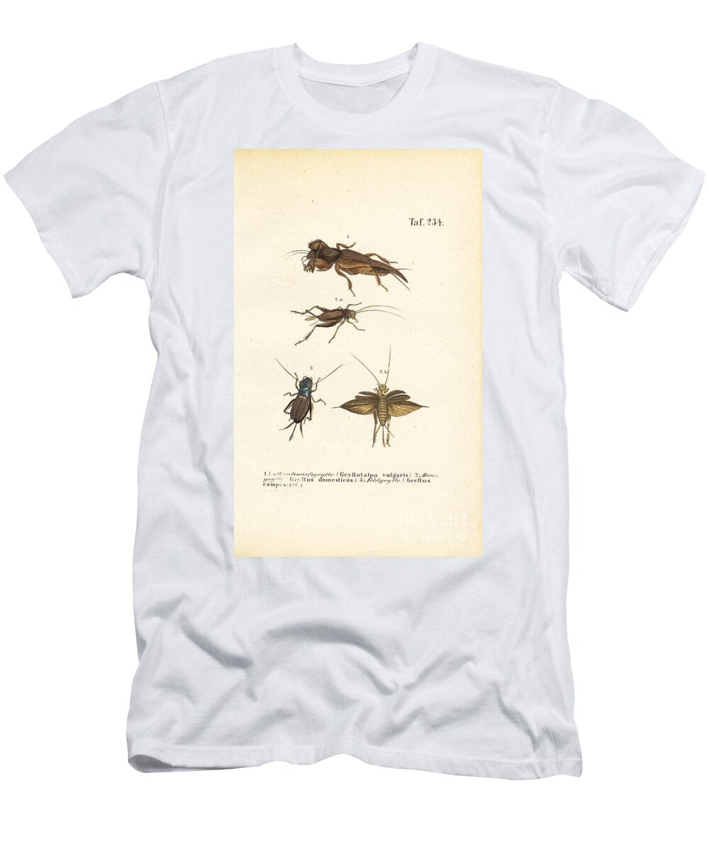 Native Cricket Species and Mole Cricket 1850 Lithography J W Tenhaeff T-Shirt