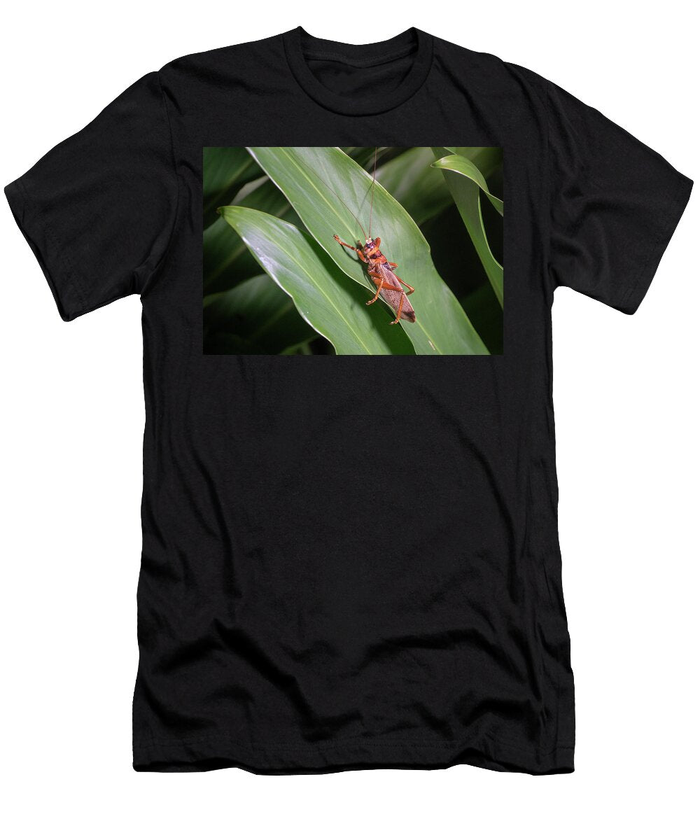 Newly Discovered Bush Cricket Nesonotus Caeruloglobus It Derek Galon Natureplcom T-Shirt