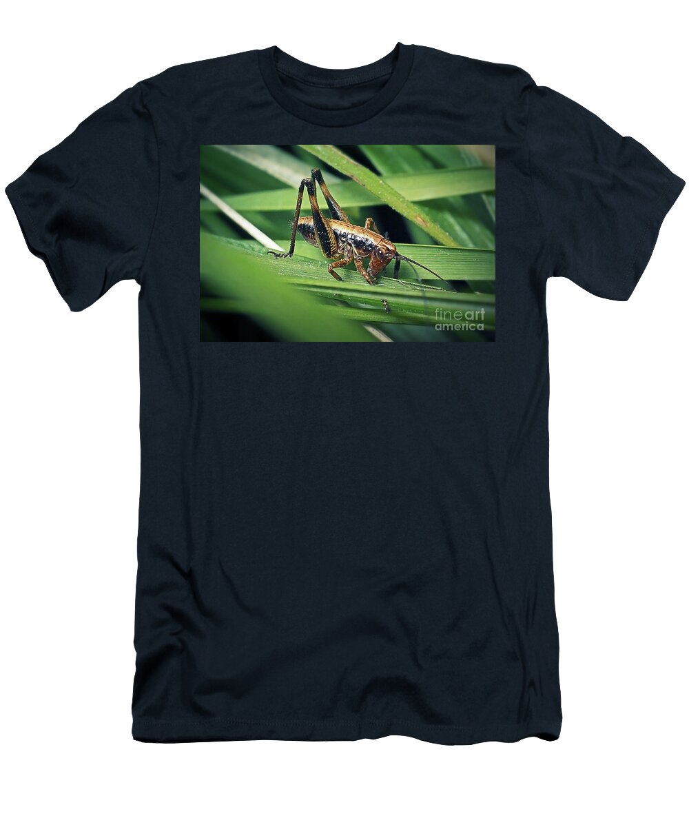 Pholidoptera Griseoaptera Dark Bush Cricket Nymph Insect Frank Ramspott T-Shirt