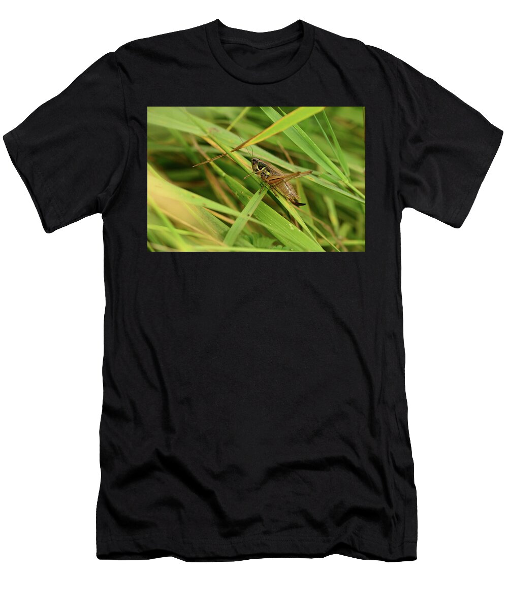 Roesels Bush Cricket Female on Grass Blade Brownfield Will Watson Natureplcom T-Shirt